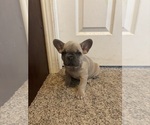 Small #1 French Bulldog