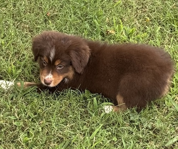 Medium Photo #26 Miniature American Shepherd Puppy For Sale in NOLENSVILLE, TN, USA