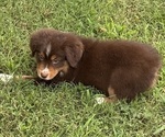 Small Photo #26 Miniature American Shepherd Puppy For Sale in NOLENSVILLE, TN, USA