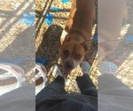 Small Photo #10 Bulldog Puppy For Sale in Orange Grove, TX, USA