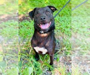 American Pit Bull Terrier Dogs for adoption in Clarkesville, GA, USA