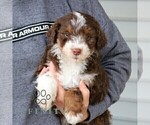 Small #1 Bernedoodle (Miniature)