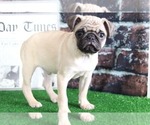 Small Photo #2 Pug Puppy For Sale in BEL AIR, MD, USA