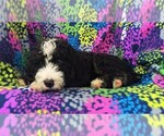 Small #4 Bernedoodle