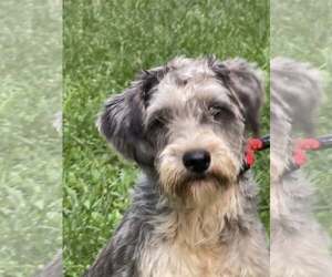 Mutt Dogs for adoption in HOPKINSVILLE/PRINCETON, KY, NH, USA