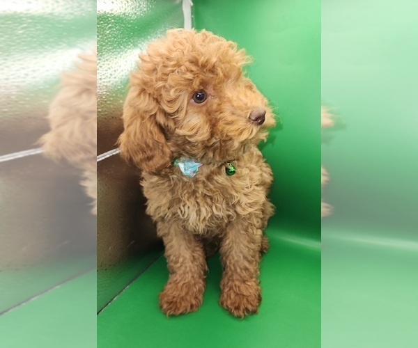 Medium Photo #10 Poodle (Miniature) Puppy For Sale in BLUE MOUND, TX, USA