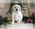 Puppy Noelle English Cream Golden Retriever