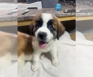 Saint Bernard Puppy for sale in HANNIBAL, MO, USA