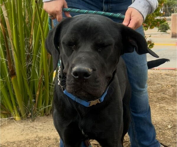 Medium Photo #2 Mutt Puppy For Sale in Goodyear, AZ, USA