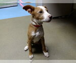 MERRY - Female Mutt Dog for Adoption - Small photo
