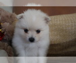Small Photo #5 Pomeranian Puppy For Sale in SUGAR LAND, TX, USA