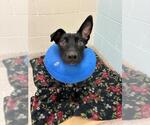 KARMA - Female Australian Kelpie-Unknown Mix Dog for Adoption - Small photo