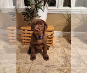Labrador Retriever Puppy for sale in MILLERSBURG, OH, USA