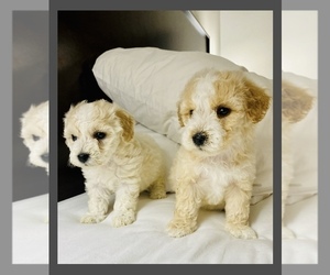Maltipoo Puppy for Sale in ADDISON, Texas USA