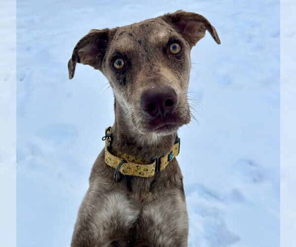 Medium Photo #7 Catahoula Leopard Dog-Unknown Mix Puppy For Sale in Brooklyn Center, MN, USA