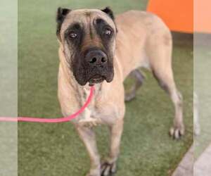 Mutt Dogs for adoption in Goodyear, AZ, USA