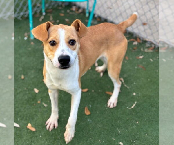 Medium Photo #1 Labrador Retriever-Unknown Mix Puppy For Sale in Texas City, TX, USA