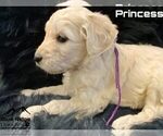 Small Photo #11 Goldendoodle Puppy For Sale in COLONIAL HEIGHTS, TN, USA