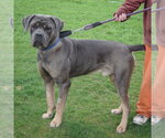 Small #1 Mutt