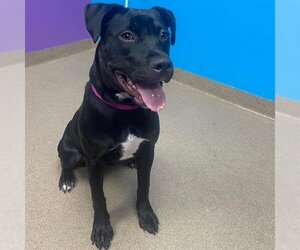 American Pit Bull Terrier-Labrador Retriever Mix Dogs for adoption in Aurora, CO, USA