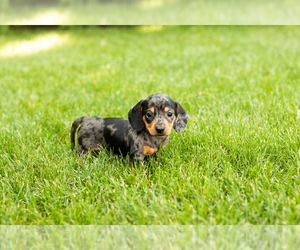 Dachshund Puppy for sale in MILFORD, IN, USA