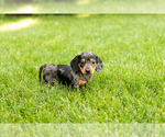 Small Dachshund