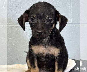 Jack Chi Dogs for adoption in Washington, DC, USA