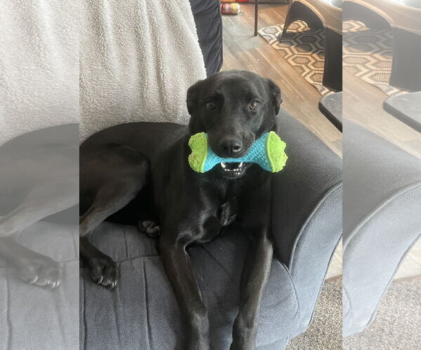 Medium Photo #1 Mutt Puppy For Sale in Chandler, AZ, USA