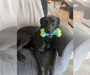 Mutt Dogs for adoption in Chandler, AZ, USA