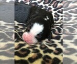 Small Photo #19 Bernese Mountain Dog Puppy For Sale in FLEMING ISLAND, FL, USA