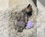 Small #15 Cairn Terrier