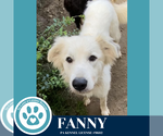 Small #1 Great Pyrenees