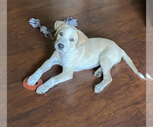 Mutt Dogs for adoption in Dallas, TX, USA