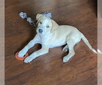 Small Mutt