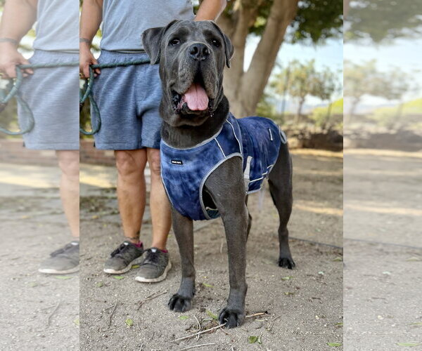 Medium Photo #3 Mutt Puppy For Sale in Goodyear, AZ, USA