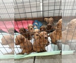 Small #2 Goldendoodle