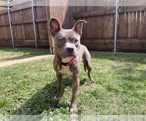 Mutt Dogs for adoption in Plano, TX, USA