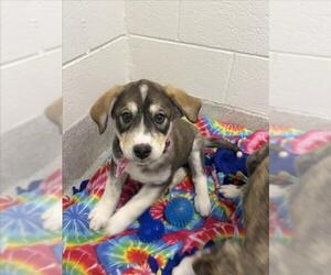 Shepradors Dogs for adoption in Fort Collins, CO, USA