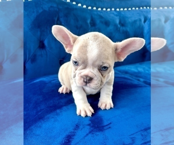 Medium Photo #16 French Bulldog Puppy For Sale in DENVER, CO, USA