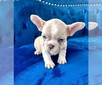 Small #15 French Bulldog