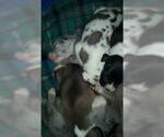 Small Photo #15 Great Dane Puppy For Sale in HOWARD CITY, MI, USA