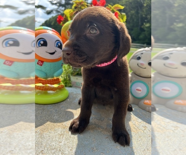 Medium Photo #5 Labrador Retriever Puppy For Sale in NEOLA, WV, USA