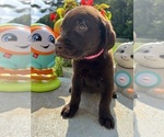 Small #4 Labrador Retriever
