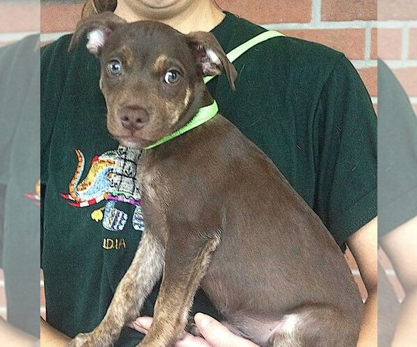 Medium Photo #2 Chihuahua-Unknown Mix Puppy For Sale in Carrollton, TX, USA