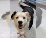 Small #2 Border Collie