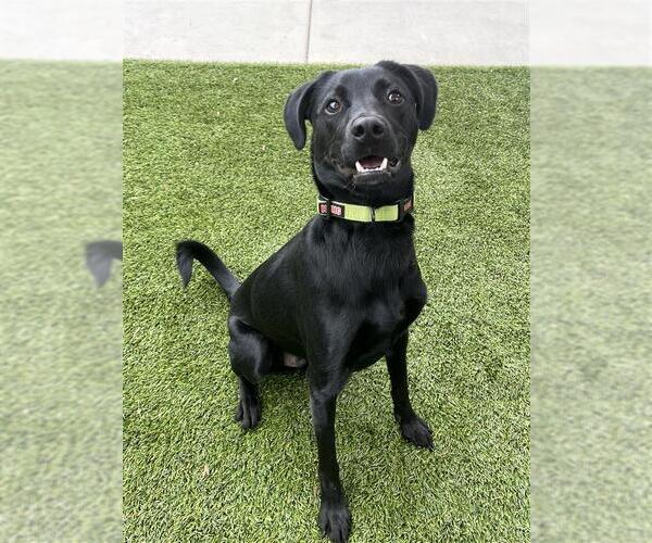 Medium Photo #2 Pointer-Unknown Mix Puppy For Sale in Elk Grove, CA, USA