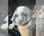 Small #17 Bulldog