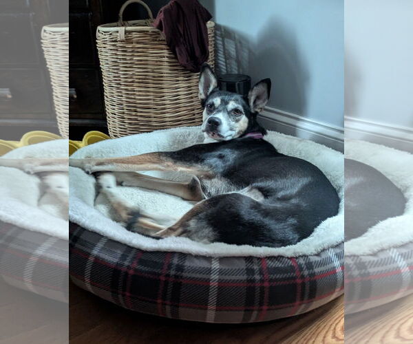 Medium Photo #3 Huskies -Unknown Mix Puppy For Sale in Monterey, VA, USA