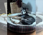 Small #2 Huskies  Mix