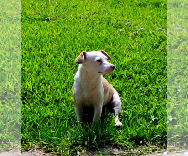 Medium Photo #2 Australian Shepherd-Jack Russell Terrier Mix Puppy For Sale in Missouri City, TX, USA